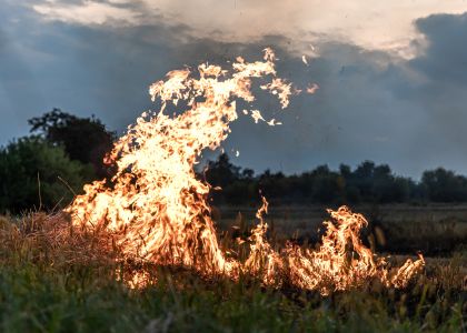 Feu de forêt