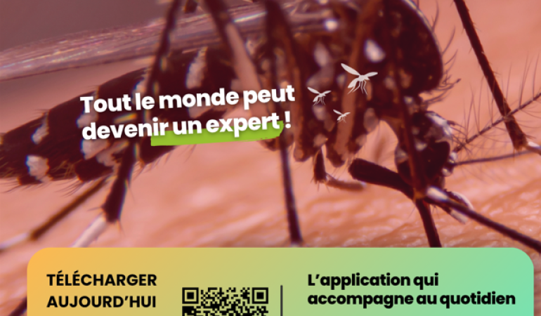 Moustique tigre