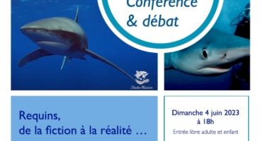 Conférence et débat : requins 